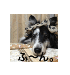 ranruroi（個別スタンプ：13）