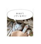 Chic-chi（個別スタンプ：1）