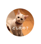 Chic-chi（個別スタンプ：5）