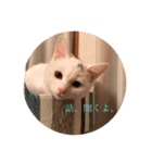 Chic-chi（個別スタンプ：6）