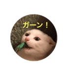 Chic-chi（個別スタンプ：9）