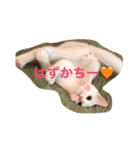 Chic-chi（個別スタンプ：12）