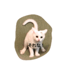 Chic-chi（個別スタンプ：16）