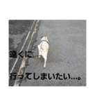 k.tono（個別スタンプ：16）
