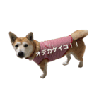 ランタコ（個別スタンプ：4）