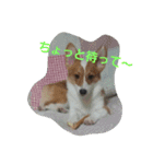 はな、じじ、のん（個別スタンプ：1）
