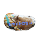 はな、じじ、のん（個別スタンプ：5）
