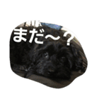 はな、じじ、のん（個別スタンプ：12）