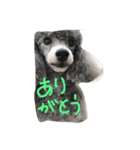 ぎん次郎くん（個別スタンプ：12）