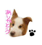 そらの鼻（個別スタンプ：4）