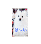 デカポメ コスケ（個別スタンプ：1）
