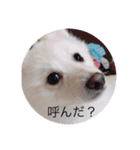 デカポメ コスケ（個別スタンプ：3）