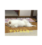 デカポメ コスケ（個別スタンプ：5）