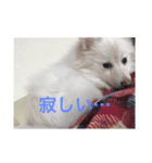 デカポメ コスケ（個別スタンプ：6）