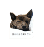 甲斐犬と柴犬MIX1（個別スタンプ：12）