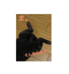 甲斐犬と柴犬MIX1（個別スタンプ：15）