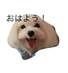 雪丸スタンプ（個別スタンプ：1）