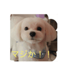 雪丸スタンプ（個別スタンプ：2）