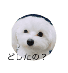 雪丸スタンプ（個別スタンプ：3）