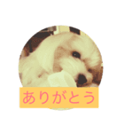 雪丸スタンプ（個別スタンプ：4）