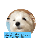 雪丸スタンプ（個別スタンプ：5）