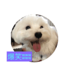 雪丸スタンプ（個別スタンプ：6）
