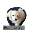 雪丸スタンプ（個別スタンプ：7）