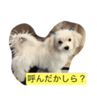 雪丸スタンプ（個別スタンプ：8）