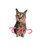 ねこまみれ！vol.1（個別スタンプ：1）