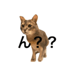 ねこまみれ！vol.1（個別スタンプ：3）