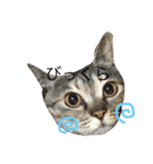 ねこまみれ！vol.1（個別スタンプ：4）