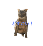 ねこまみれ！vol.1（個別スタンプ：6）