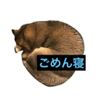 ねこまみれ！vol.1（個別スタンプ：7）