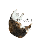 ねこまみれ！vol.1（個別スタンプ：8）