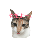 白猫君と三毛猫ちゃんの日常（個別スタンプ：2）