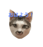 白猫君と三毛猫ちゃんの日常（個別スタンプ：3）
