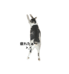白猫君と三毛猫ちゃんの日常（個別スタンプ：5）