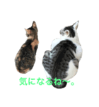 白猫君と三毛猫ちゃんの日常（個別スタンプ：7）