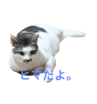 白猫君と三毛猫ちゃんの日常（個別スタンプ：8）