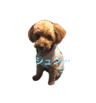 Coco stamp..（個別スタンプ：8）