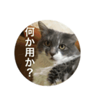 ぶにゃごらす（個別スタンプ：1）