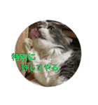 ぶにゃごらす（個別スタンプ：3）