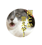 ぶにゃごらす（個別スタンプ：6）