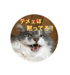 ぶにゃごらす（個別スタンプ：7）