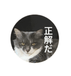 ぶにゃごらす（個別スタンプ：9）