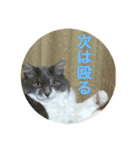 ぶにゃごらす（個別スタンプ：11）