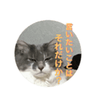 ぶにゃごらす（個別スタンプ：13）