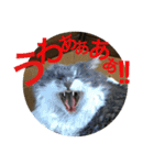 ぶにゃごらす（個別スタンプ：16）