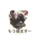 フレンチブルドックなつめ（個別スタンプ：4）