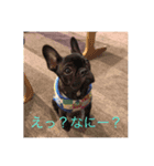 フレンチブルドックなつめ（個別スタンプ：6）